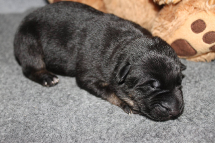 Azog z Glaurung german shepherd baby
